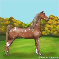 Horse Color:White Spotted Chestnut 