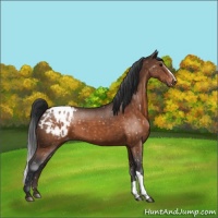 Horse Color:Brown Appaloosa