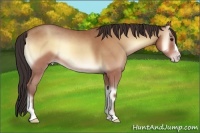 Horse Color:Sable Champagne Onyx 