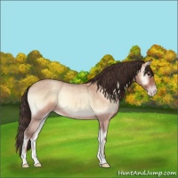 Horse Color:Sable Champagne Roan Onyx
