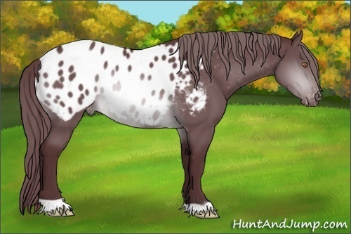 Horse Color:Chocolate Brown Chinchilla Appaloosa 