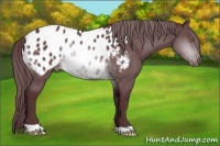 Horse Color:Chocolate Brown Chinchilla Appaloosa