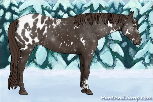 Horse Color:White Spotted Liver Chestnut Blanket 