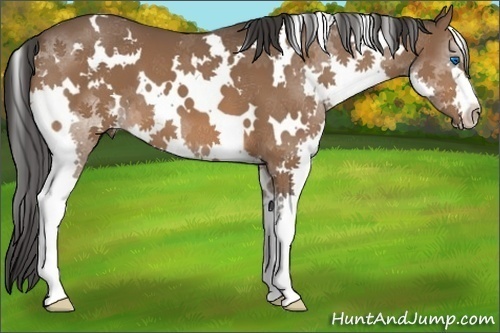 Horse Color:White Spotted Bay Splash