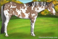Horse Color:White Spotted Bay Splash 
