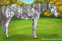 Horse Color:Black Snowflake Varnish  and Black Splash Snowflake Varnish