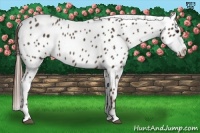 Horse Color:Liver Chestnut Appaloosa 