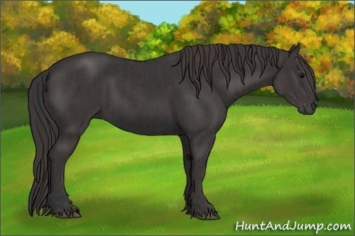 Horse Color:Black  and Smoky Black 