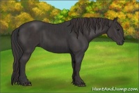 Horse Color:Black  and Smoky Black 