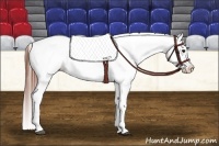 Horse Color:Grullo Near Leopard