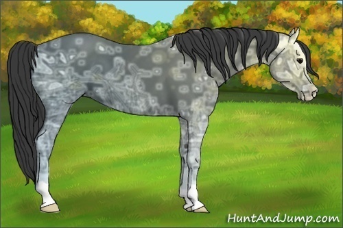 Horse Color:Black Ice 
