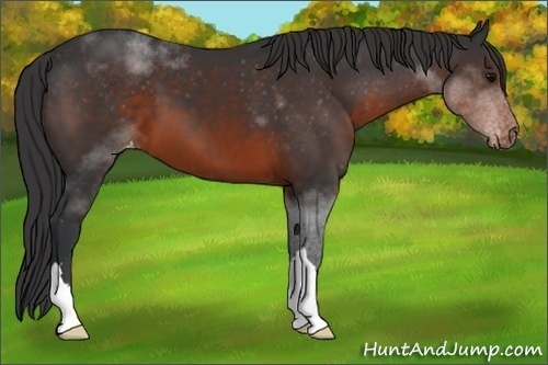 Horse Color:Brown Appaloosa 