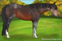Horse Color:Brown Appaloosa 