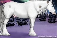 Horse Color:White Spotted Grullo Splash Tobiano Appaloosa