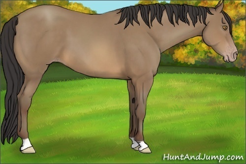 Horse Color:Sable Champagne