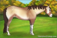 Horse Color:Amber Champagne Onyx Appaloosa