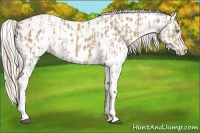 Horse Color:Palomino Near Leopard and Palomino Near Leopard