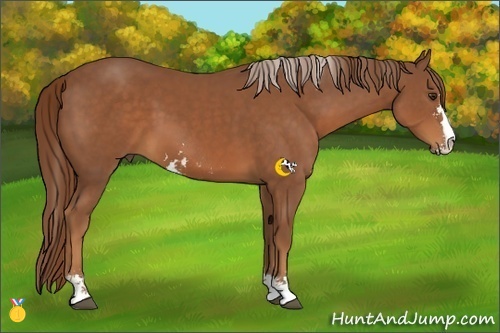 Horse Color:Chestnut Sabino