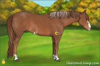 Horse Color:Chestnut Sabino