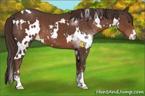 Horse Color:White Spotted Liver Chestnut Sabino 