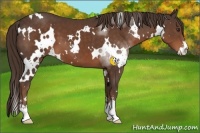 Horse Color:White Spotted Liver Chestnut Sabino