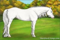 Horse Color:Silver Perlino Dun 