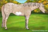 Horse Color:Palomino Ice Roan Frame 