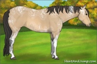 Horse Color:Buckskin Ice Tobiano 
