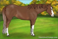 Horse Color:Chestnut Splash 