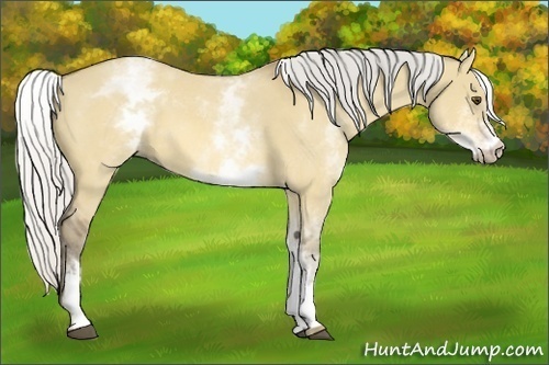 Horse Color:White Spotted Silver Buckskin Roan Dun 
