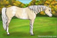 Horse Color:White Spotted Silver Buckskin Roan Dun