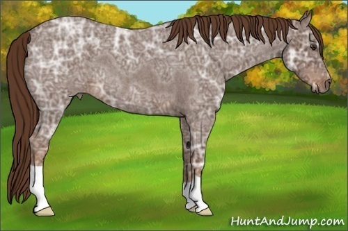 Horse Color:Liver Red Ice Roan 