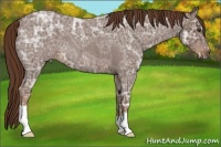 Horse Color:Liver Red Ice Roan