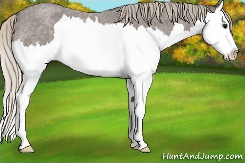 Horse Color:Silver Blue Roan Splash 