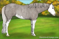 Horse Color:Silver Blue Roan Sabino Splash Rabicano 
