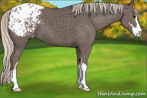 Horse Color:Silver Black Sabino Blanket