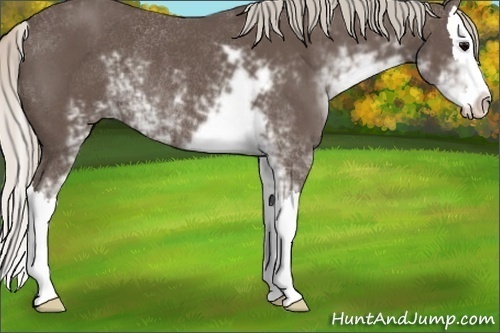 Horse Color:Silver Black Sabino Splash Rabicano 