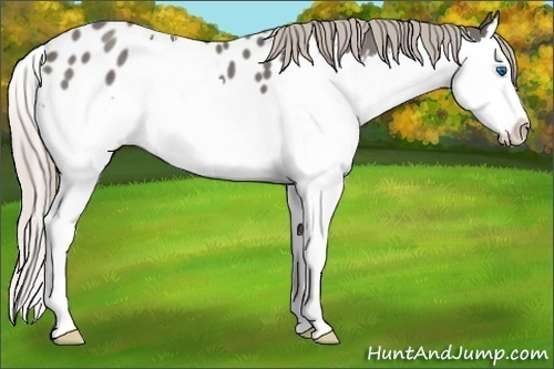 Horse Color:Silver Blue Roan Splash Appaloosa 