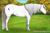 Horse Color:Sable Champagne Dun Varnish 