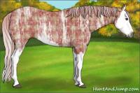 Horse Color:Gray Plaid  Silver Bay Ice Splash Rabicano 