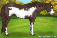 Horse Color:Liver Chestnut Frame