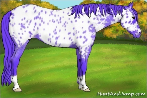 Horse Color:Watercolor Blue Roan Near Leopard 