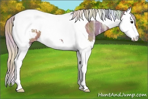 Horse Color:Nacre Silver Brown Ice Splash Tobiano Appaloosa Rabicano