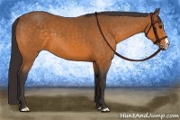 Horse Color:Buckskin 