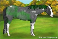 Horse Color:Blue Roan Splash 