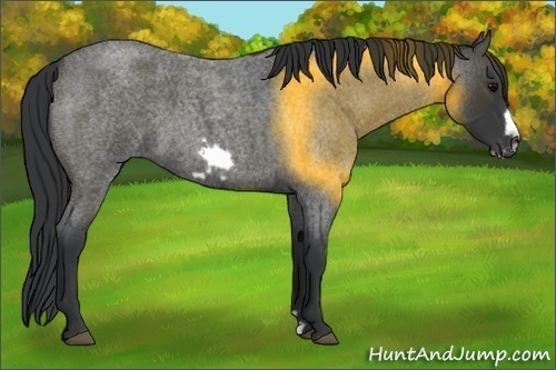 Horse Color:Blue Roan Frame