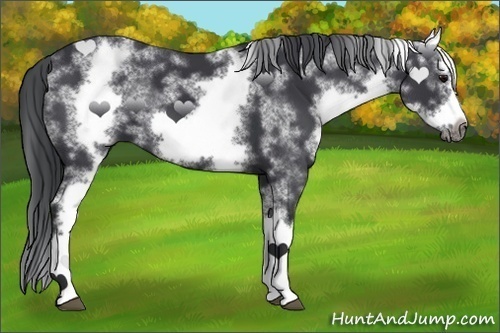 Horse Color:White Spotted Black Splash Frame 