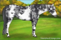 Horse Color:White Spotted Black Splash Frame