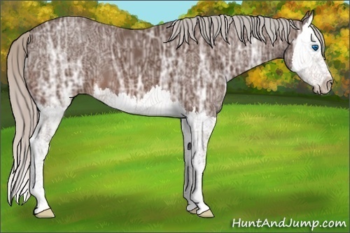 Horse Color:Silver Brown Ice Splash