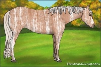 Horse Color:Silver Bay Ice 
